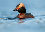BB 10 0370 / Podiceps auritus / Horndykker